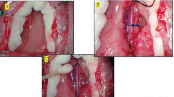 Figure 17 : photo de la procédure chirurgicale pour placer le cathéter de l’implant  télémétrique dans l’aorte abdominale 