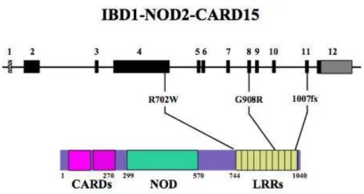 Figure 1 : Représentation schématique du gène et de la protéine Card15/Nod2  et les 3 mutations les plus fréquentes d’après Mennecier (7)