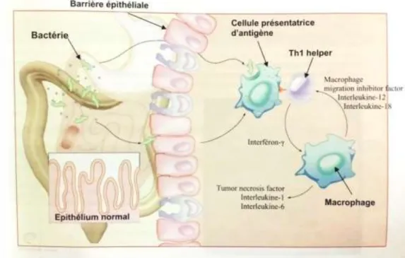 Figure 2: Schéma représentant le mécanisme immunitaire intestinal d’un  patient atteint de la maladie de Crohn, d’après Zeitoun, Lefevre, Chryssostalis 