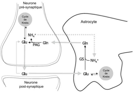 Figure 1. Représentation schématique du cycle glutamine-glutamate. 