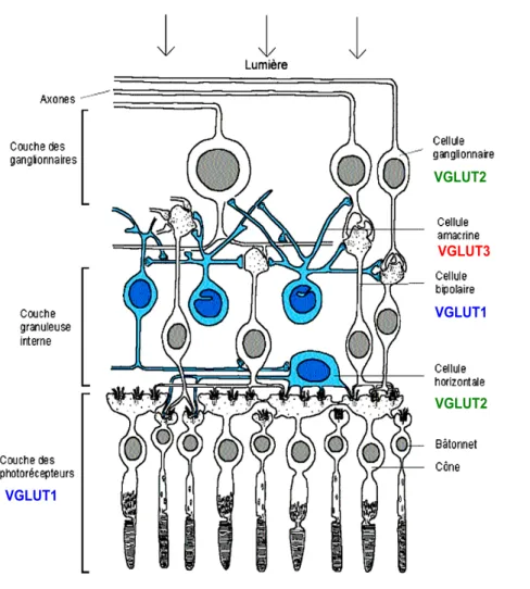Figure 13. Les différents types cellulaires de la rétine. 
