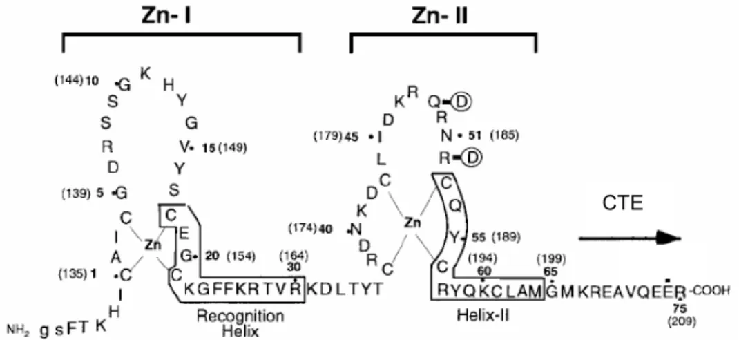 Figure 2:  Représentation du DBD. La structure en doigts de zinc du domaine de liaison à  l’ADN de RXR α  est prise comme exemple, les séquences organisées en hélice  α  sont  encadrées