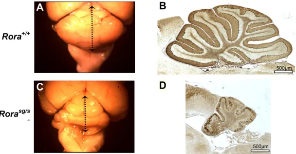 Figure 13: Atrophie cérébelleuse chez le mutant Rora sg/sg . A-B: cervelet de souris adulte  Rora +/+ 