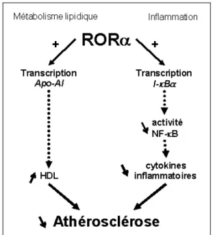 Figure 14: Mécanisme du rôle protecteur de ROR αα α α  contre l'athérosclérose. 