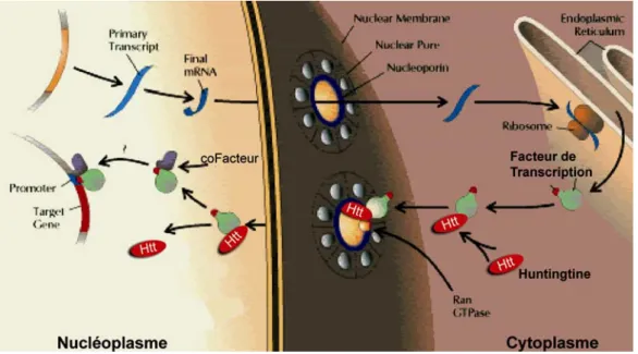 Figure 16 : Modèle représentant l’intervention de la huntingtine dans le transport des facteurs de  transcription