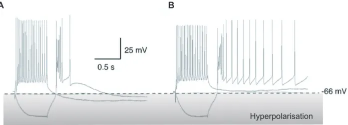 Figure 16 : La régulation de l'AHP lente par la sérotonine modifie l'excitabilité des neurones  intralaminaires du thalamus.