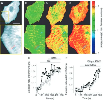 Figure 28 : Compartimentation de la réponse � adrénergique dans les cardiocytes néona- néona-taux.