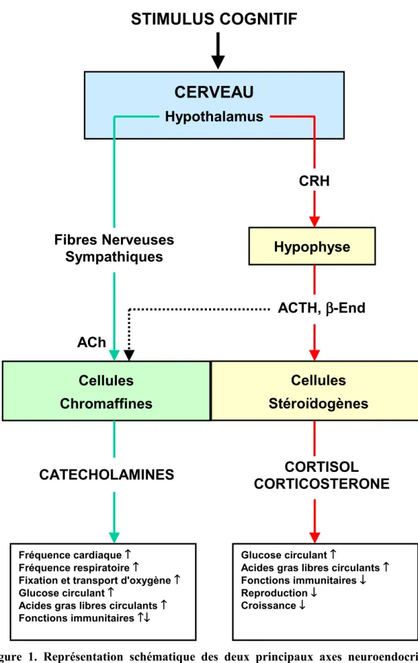 Figure 1. Représentation schématique des deux principaux axes neuroendocrines de  réponse au stress : l'axe hypothalamus-hypophyse-cellules stéroïdogènes et  l'axe  hypothalamus-système nerveux sympathique-cellules chromaffines