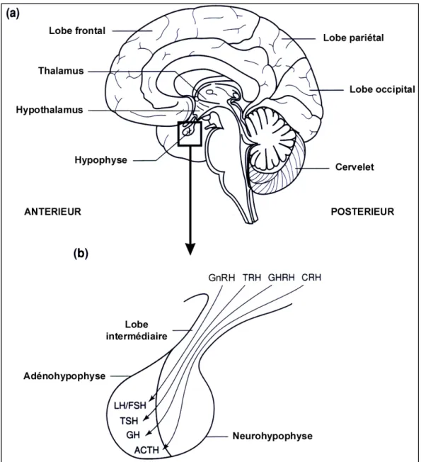 Figure 2. Représentation schématique du cerveau (a) et du complexe hypothalamo- hypothalamo-hypophysaire (b) humains