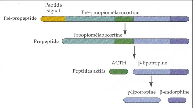 Figure 3. Maturation de la pré-proopiomélanocortine et de la proopiomélanocortine  (POMC) en neuropeptides bioactifs