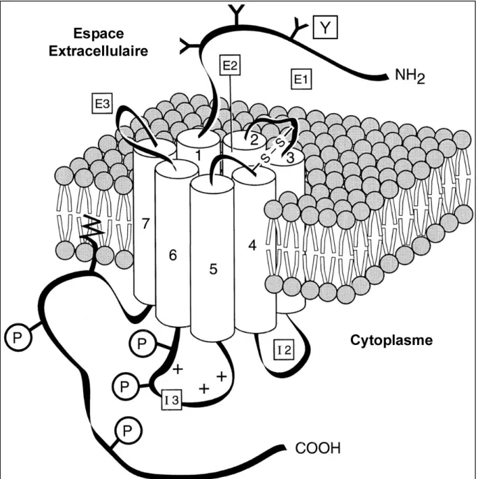 Figure 6. Représentation schématique du récepteur de type D 1 . 