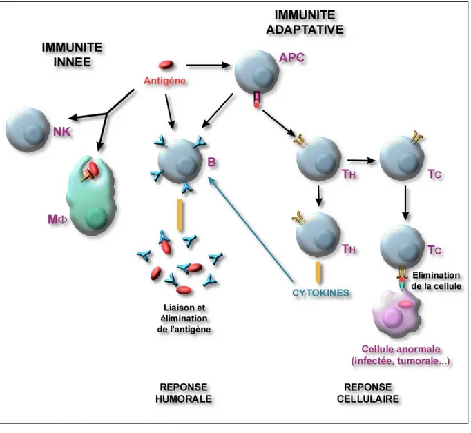 Figure 7. Représentation schématique de la réponse immunitaire adaptative des  vertébrés