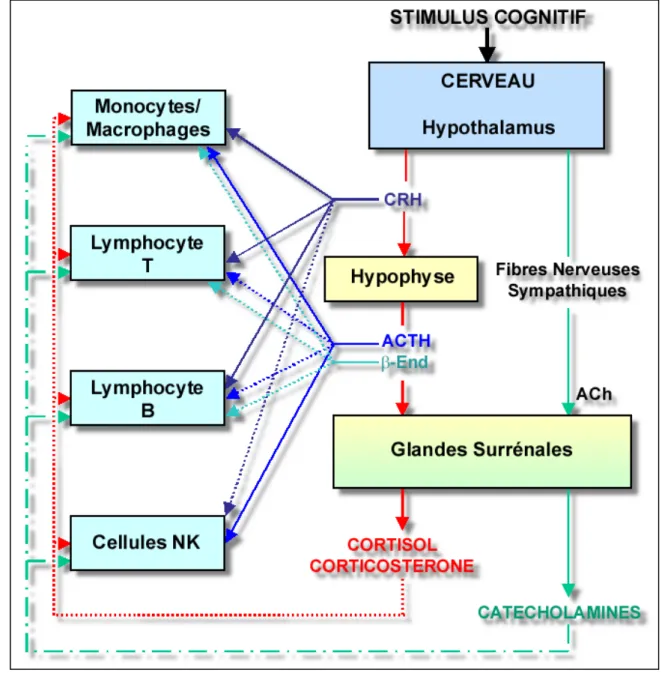 Figure 8. Action des hormones impliquées dans la réponse au stress sur les principaux  acteurs du système immunitaire