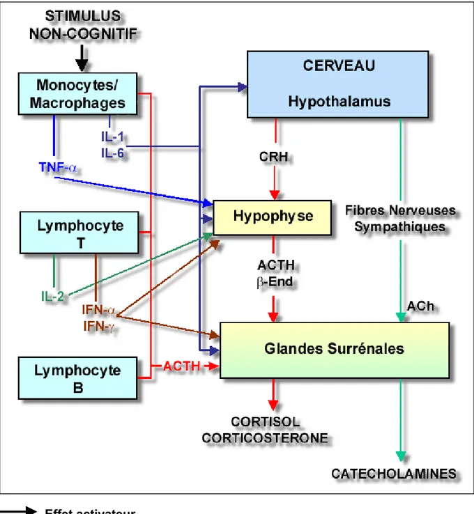 Figure 9. Activation de l'axe hypothalamus-hypophyse-glandes surrénales par les  principaux acteurs du système immunitaire