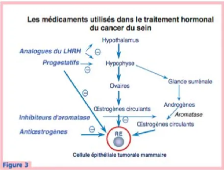 Figure 3 : Médicaments utilisés dans le traitement hormonal du cancer du sein. 