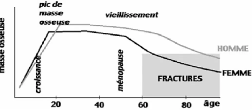 Figure 6 : Variation de densité osseuse en fonction de l’âge. 