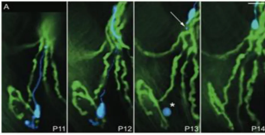 Figure  1 :  Pruning  axonal  au  niveau  de  la  JNM.  Imagerie  in  vivo,  en  temps  réel  d’une  jonction  neuromusculaire innervée par deux axones (vert et bleu) à P11