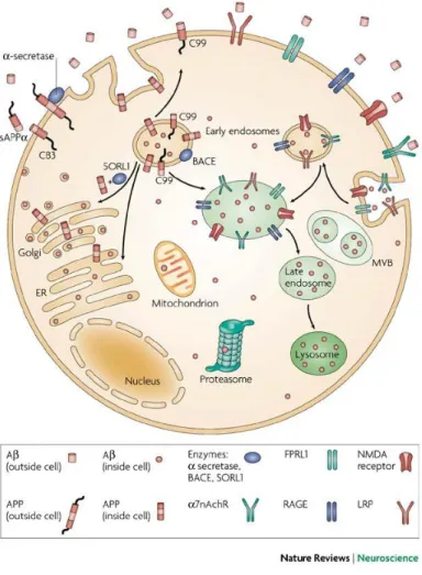 Figure  15  :  Les  sites  de  production  de  l’A.  L’A β   est  produit  à  l’intérieur  du  RE  dans  le  Golgi  et  dans  le  système endosome/lysosome