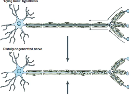 Figure 17 : Dying back pattern. Le modèle du dying back propose que la dégénérescence axonale commence  au  niveau  de  la  portion  distale  de  celui-ci  et  se  propage  de  façon  rétrograde  en  direction  du  corps  cellulaire
