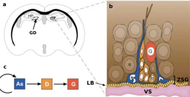 Figure I.12 – Neurogenèse dans le gyrus dentelé de l’hippocampe.