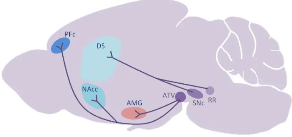 Figure 2 : Illustration des voies dopaminergiques mésencéphaliques 
