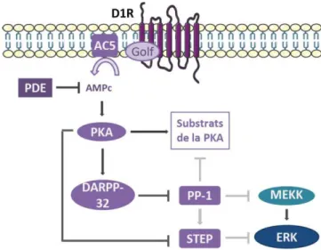 Figure 8 : Schéma de l’activation de ERK en aval de la voie D1/AMPc/PKA/DARPP- D1/AMPc/PKA/DARPP-32 