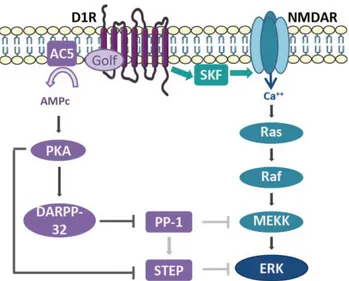 Figure  9 :  L’activation  de  ERK  par  la  cocaïne  dans  le  striatum  est  un  intégrateur  des signaux dopaminergiques et glutamatergiques 