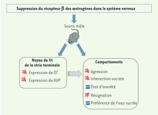 Figure 2. Chez la souris mâle, la suppression du récepteur  b  des œstrogènes dans le système nerveux  produit des altérations de comportements sociaux et de l’humeur qui pourraient être causées par la  diminution de l’expression des gènes codant l’ocytoci