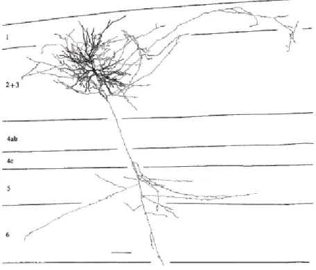Figure  7 :  Reconstruction  anatomique  d’un  neurone  pyramidal  des  couches  2/3  de  type  « complex  cells »,  adapté  de  [Gilbert &amp; Wiesel 1979]