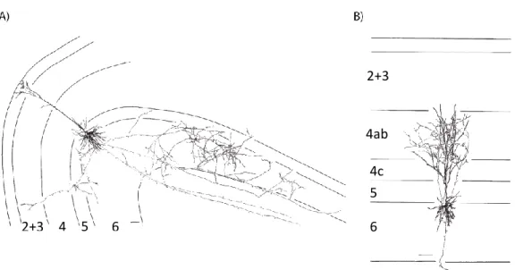 Figure 8 : Reconstructions anatomiques de deux neurones corticaux de la couche 5 et de la couche 6, adapté de [Gilbert 