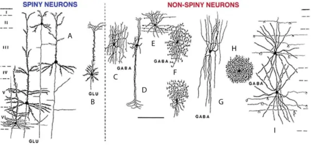 Figure 11 : Principales morphologies des neurones corticaux associées  aux types de neurotransmetteurs libérés, adapté  de [Peter &amp; Jones, 1894]