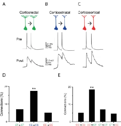 Figure  14 :  Différentes  fréquences  de  connexions  monosynaptiques  entre  des  neurones  pyramidaux  de  la  couche  5