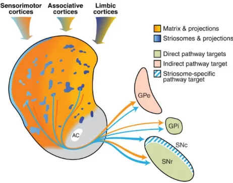 Figure 5 : Schéma de l’organisation des compartiments striataux matrice et striosomes et de leurs  participations aux voies directe et indirecte