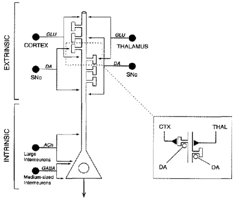 Figure  9 :  Représentation  schématique  des  différentes  entrées  ciblant  le  striatum