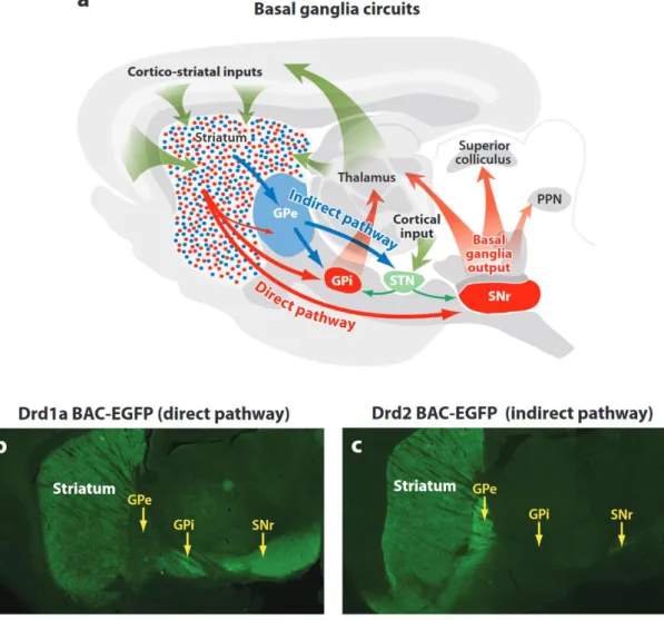 Figure 10 : Mise en évidence des voies trans-striatales directe et indirecte. (a) Le striatum reçoit des  entrées  excitatrices  cortico-striatales  et  thalamo-striatales