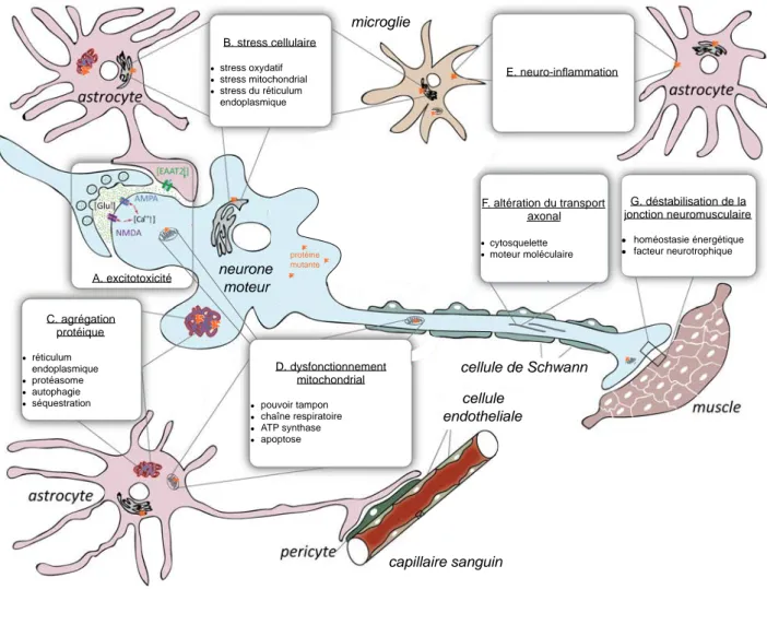 Figure 1.  Proposed mechanisms of toxicity in SOD1-mediated ALS. (A) Excitotoxicity is the hyperactivation of motor neurons resulting from failure to  rapidly remove neurotransmitter glutamate from synapses due to deficiency in the glutamate transporter EA