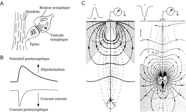 Figure 2 : Bases cellulaires de l’activité EEG. A, Représentation schématique d’une épine dendritique  d’une cellule pyramidale montrant la terminaison axonale d’un neurone présynaptique et les vésicules synaptiques contenant les neurotransmetteurs