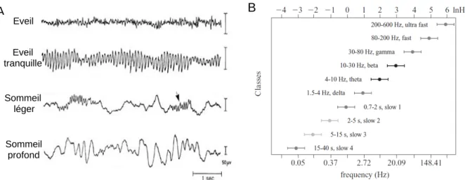 Figure 4 : Rythmes EEG et états de vigilance. A, Exemples d’activités EEG enregistrées chez l’homme au cours de divers états de vigilance