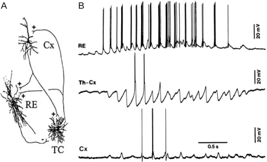 Figure 12 : Rythme des fuseaux de sommeil dans la boucle thalamo-corticale. A, schéma du circuit entre les trois types neuronaux impliqués dans les fuseaux de sommeil : RE, neurone réticulaire thalamique ; Th-Cx, neurone relai thalamo-cortical ; Cx, neuron