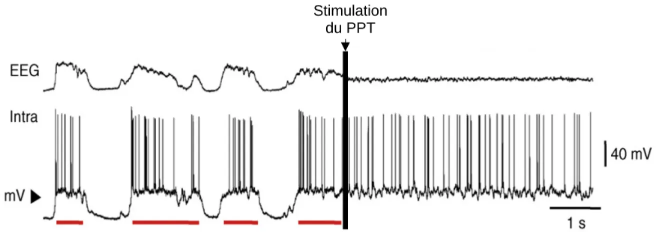 Figure 13 : Modulation de la synchronisation de l’activité EEG suite à la stimulation du noyau pédunculopontin (PPT) chez le chat anesthésié à la kétamine-xylazine
