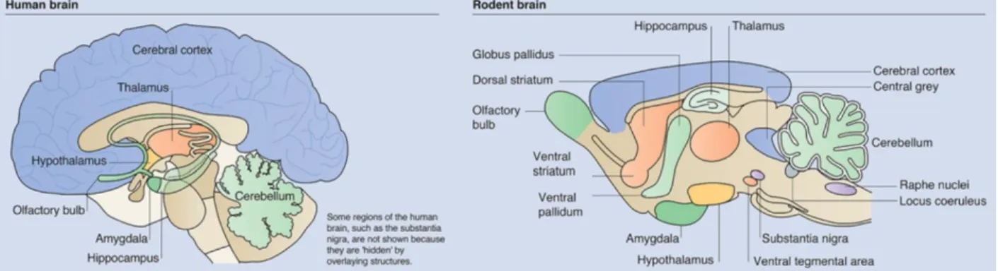 Figure 5: Schéma comparant l’organisation générale du cerveau humain et murin en coupe sagittale