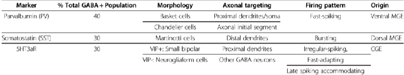Table 1: Proportion et diversité des interneurones GABAergiques. Tiré de C. Kelsom, W