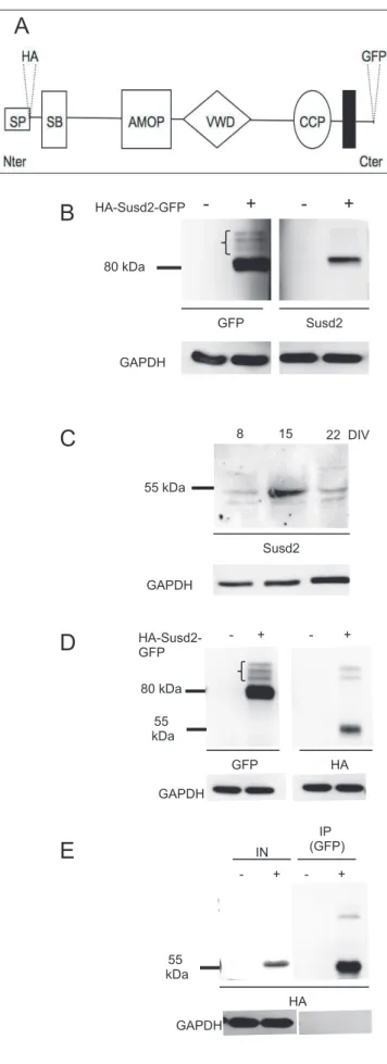 Figure 2  (1 column)  B A C  55 kDa  Susd2 8 15  22  DIV GAPDH HA-Susd2-GFP - + - + GAPDH GFP Susd2 80 kDa  + --+ IN IP (GFP) HA GAPDH 55 kDa + --+ HA-Susd2-GFP GFP GAPDH HA  80 kDa 55 kDa D E 