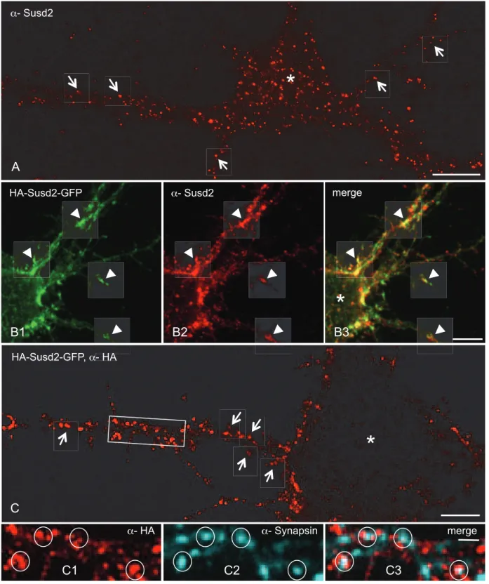 Figure 3  (2 columns)      B1  B2  B3 α- Susd2 HA-Susd2-GFP A α- Susd2 C HA-Susd2-GFP, α- HA C1 C2  C3 α- HA α- Synapsin  merge * * * HAmerge 