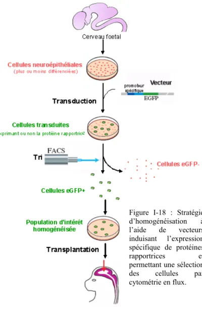 Figure I-18 : Stratégie  d’homogénéisation à  l’aide de vecteurs  induisant l’expression  spécifique de protéines 