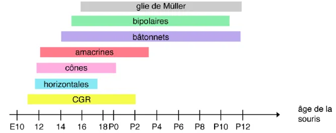 Figure 2 : La différenciation des cellules de la rétine. Chez la souris, les CGR sont les premières cellules à  se différencier dans la rétine, suivies des cellules horizontales, des cônes et des amacrines