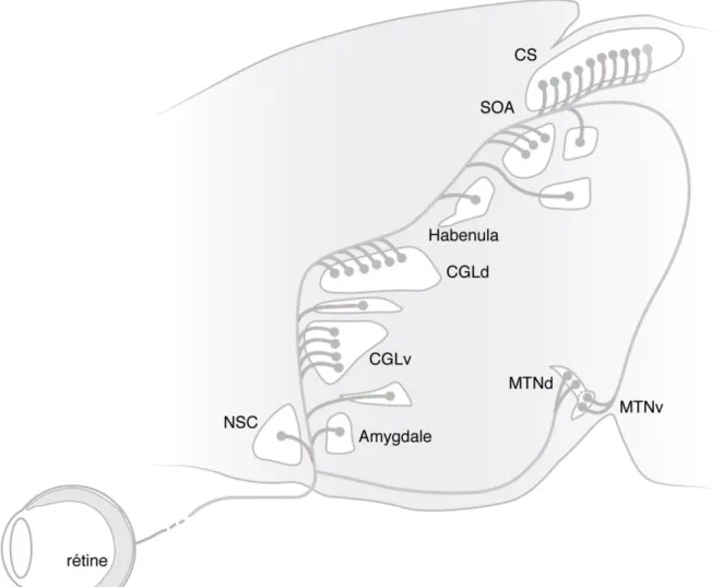Figure 3 : Projection des CGR dans le cerveau. Les CGR projettent dans diverses régions du cerveau
