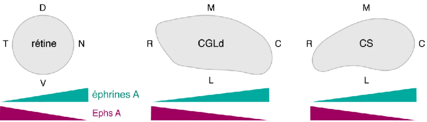 Figure 9 : Gradient d’éphrines et d’Ephs dans la rétine, le CGLd et le CS (d’après Pfeiffenberger, 2005)