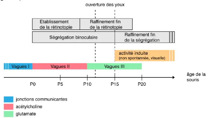 Figure  13:  Phases  d’activité  rétinienne  spontanée  et  étapes  du  développement  des  projections  rétiniennes au cours du temps