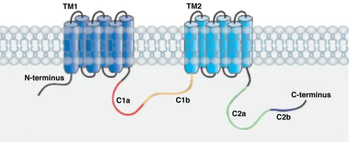Figure 20: Structure des adénylate cyclases transmembranaires. Les AC sont constituées de deux domaines  à 6 segments transmembranaires (TM1 et TM2) et de deux boucles cytoplasmiques (C1 et C2)